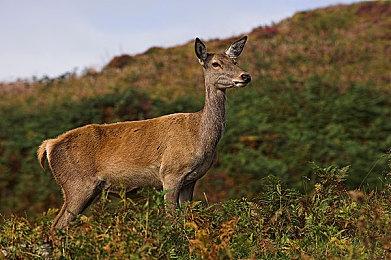 《Dinkum》参加Steam春季特卖